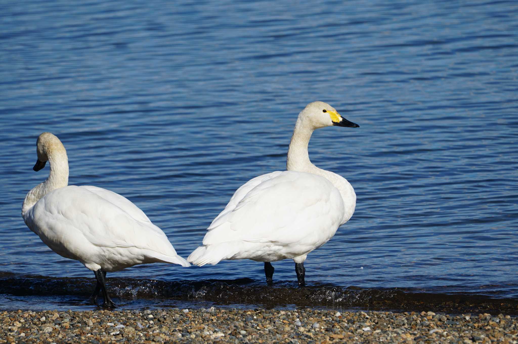 Photo of Tundra Swan at 近江今津 by マル