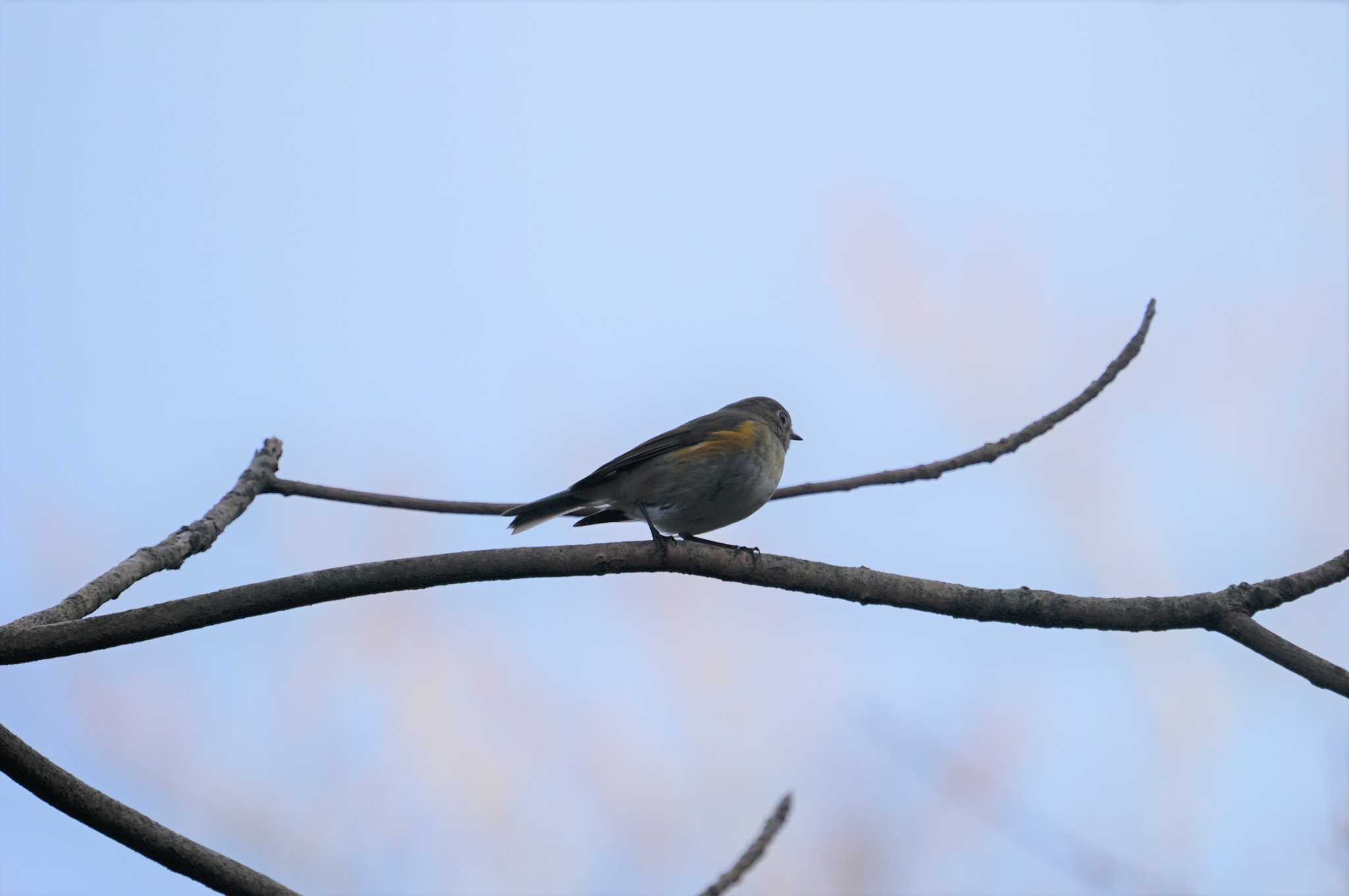 Red-flanked Bluetail