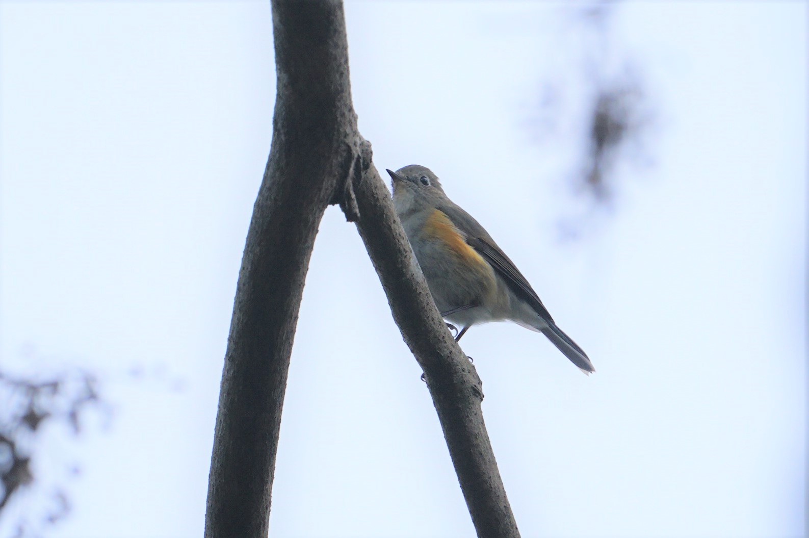 Red-flanked Bluetail