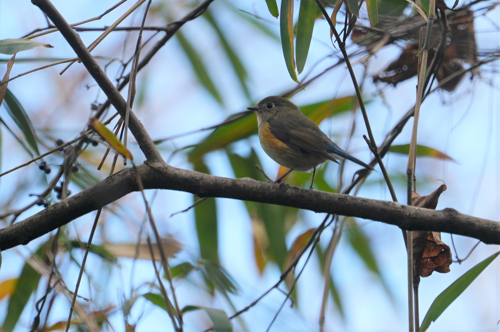 Red-flanked Bluetail