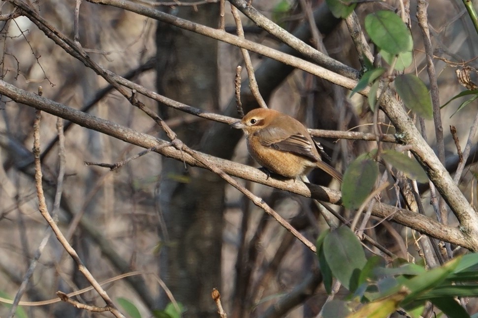 Photo of Bull-headed Shrike at きずきの森(北雲雀きずきの森) by マル