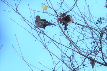 Tue, 12/31/2019 Birding report at きずきの森(北雲雀きずきの森)