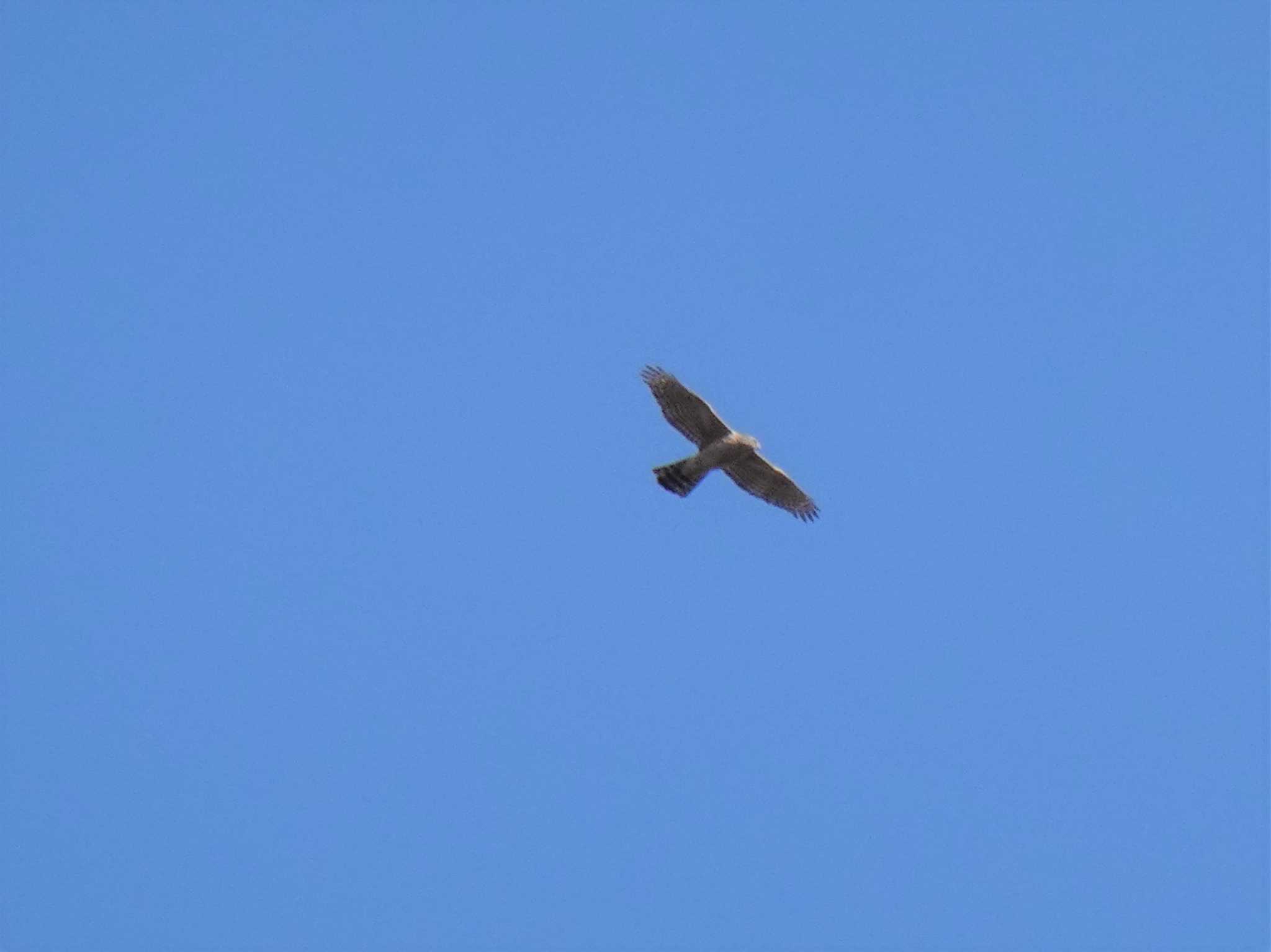 Eurasian Goshawk