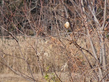 2020年1月1日(水) 昆陽池の野鳥観察記録