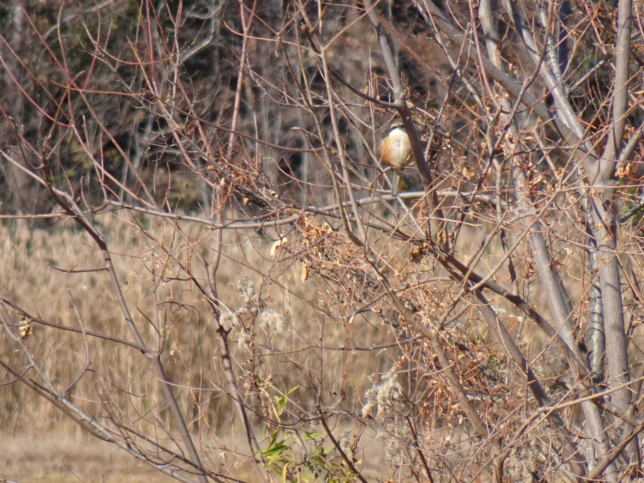 Bull-headed Shrike