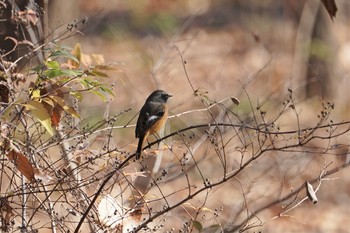 2020年1月2日(木) 昆陽池の野鳥観察記録