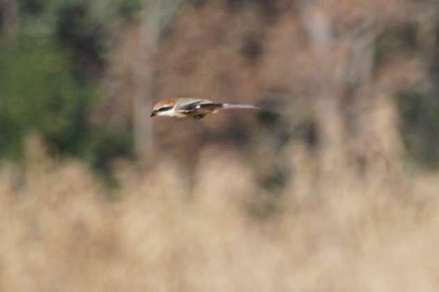 Bull-headed Shrike