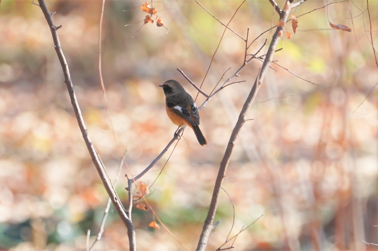 Photo of Daurian Redstart at 昆陽池 by マル