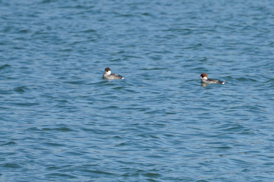 Photo of Smew at 昆陽池 by マル