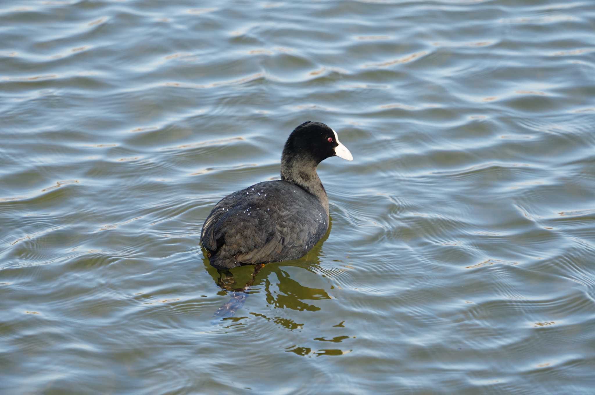 Eurasian Coot