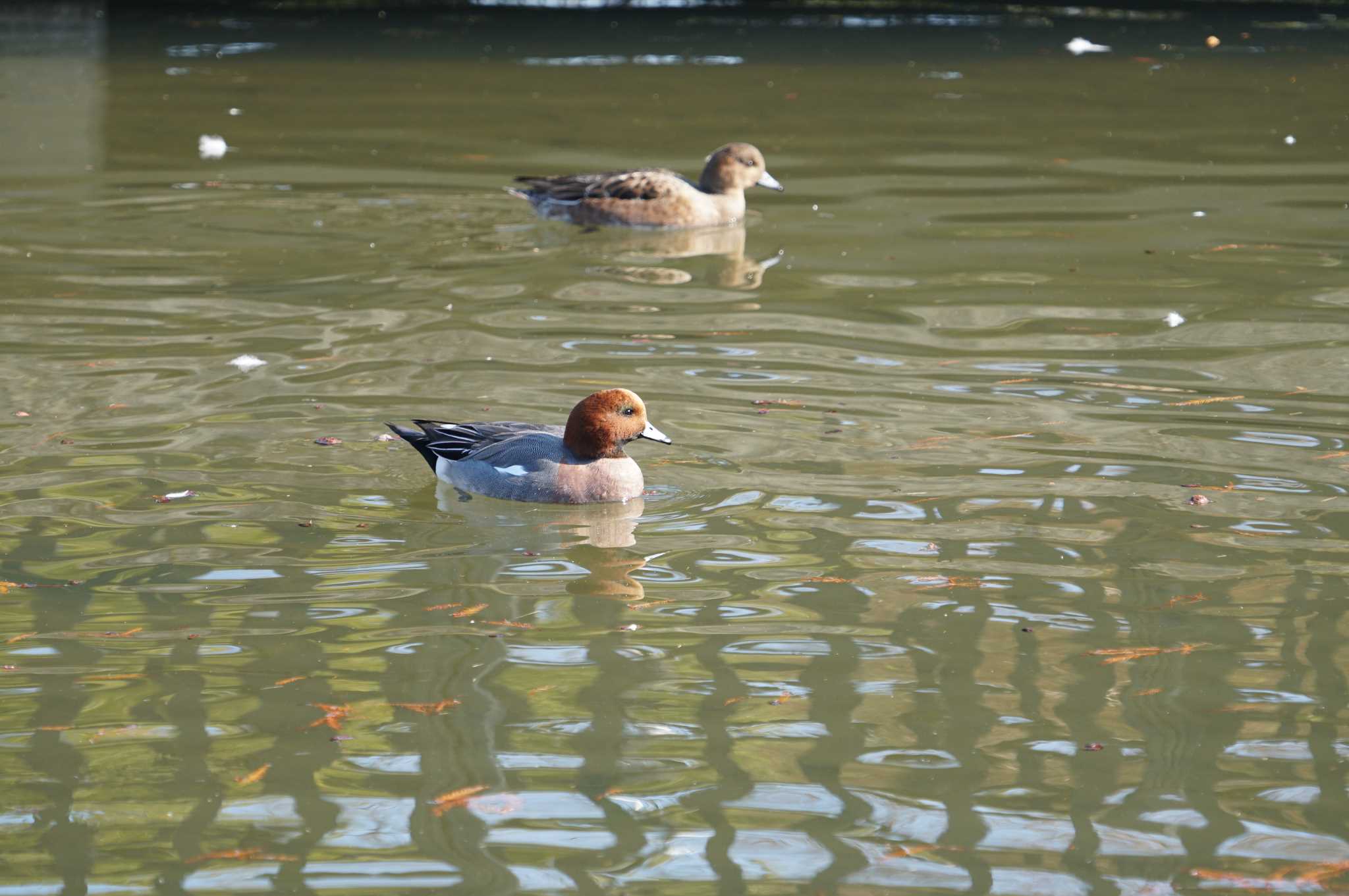 Photo of Eurasian Wigeon at 昆陽池 by マル