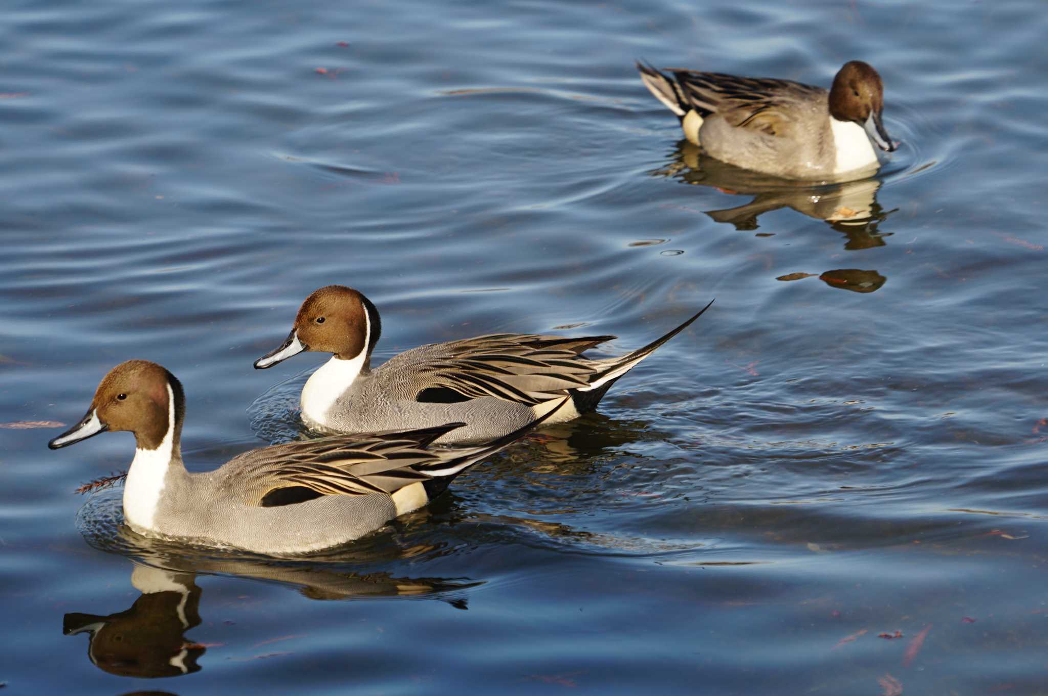 Photo of Northern Pintail at 昆陽池 by マル