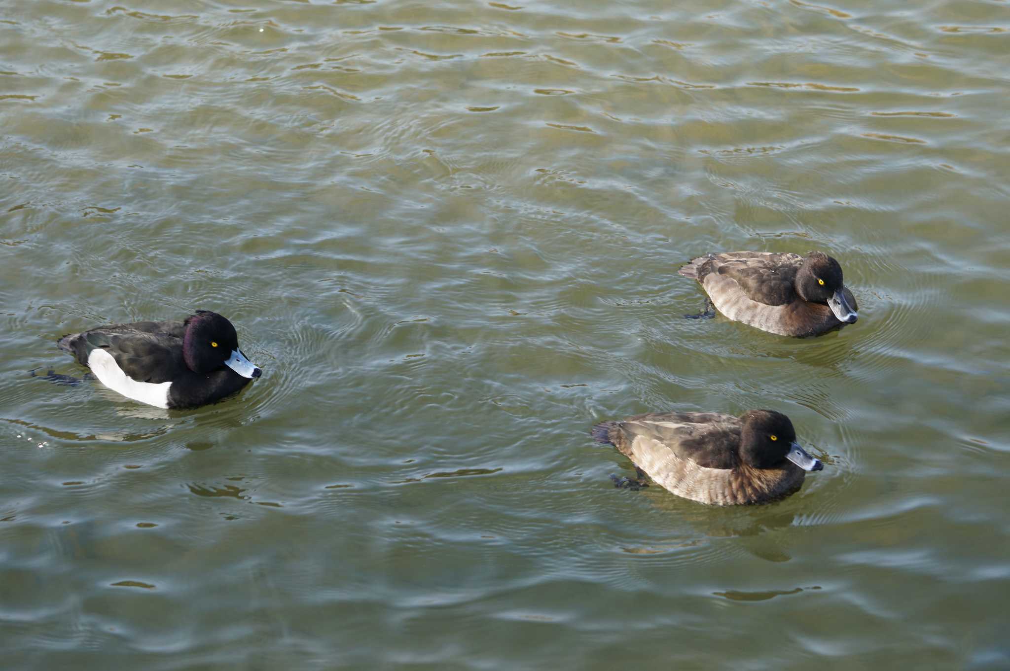 Photo of Tufted Duck at 昆陽池 by マル