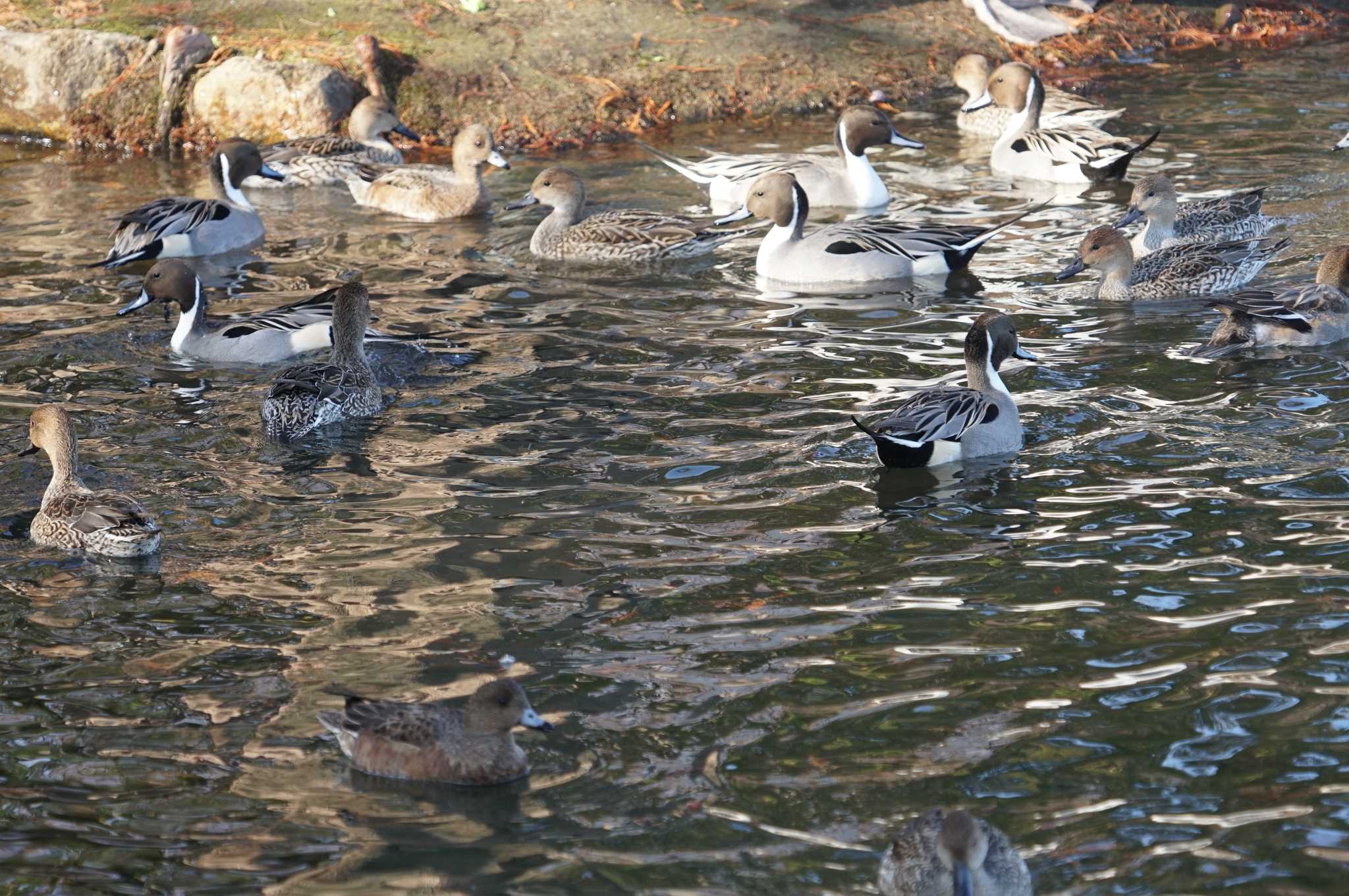 Photo of Northern Pintail at 昆陽池 by マル