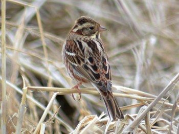 2020年1月1日(水) 涸沼の野鳥観察記録