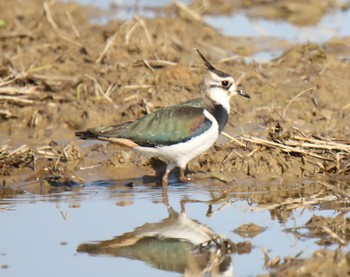 Northern Lapwing Izumi Crane Observation Center Thu, 1/2/2020