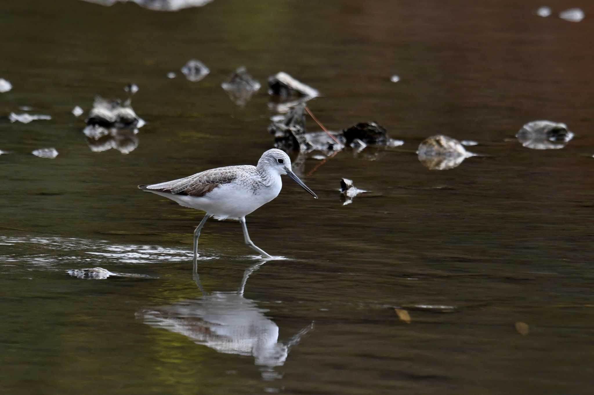 Photo of Common Greenshank at Kasai Rinkai Park by あひる