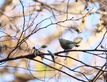 キクイタダキ 水元公園 2019年12月31日(火)