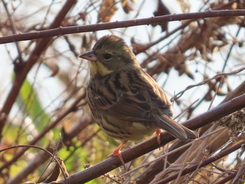 アオジ 水元公園 2019年12月31日(火)