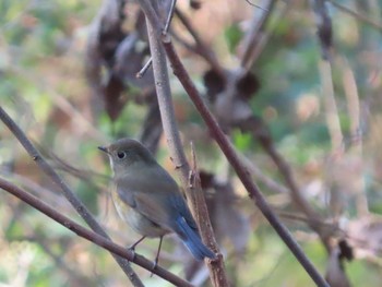 ルリビタキ 水元公園 2019年12月31日(火)