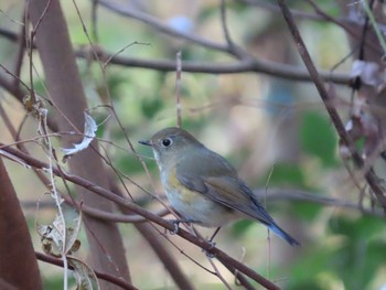 ルリビタキ 水元公園 2019年12月31日(火)