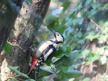 アカゲラ 水元公園 2019年12月31日(火)