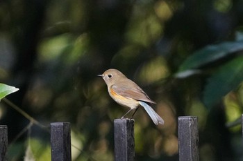 ルリビタキ 東高根森林公園 2019年12月31日(火)