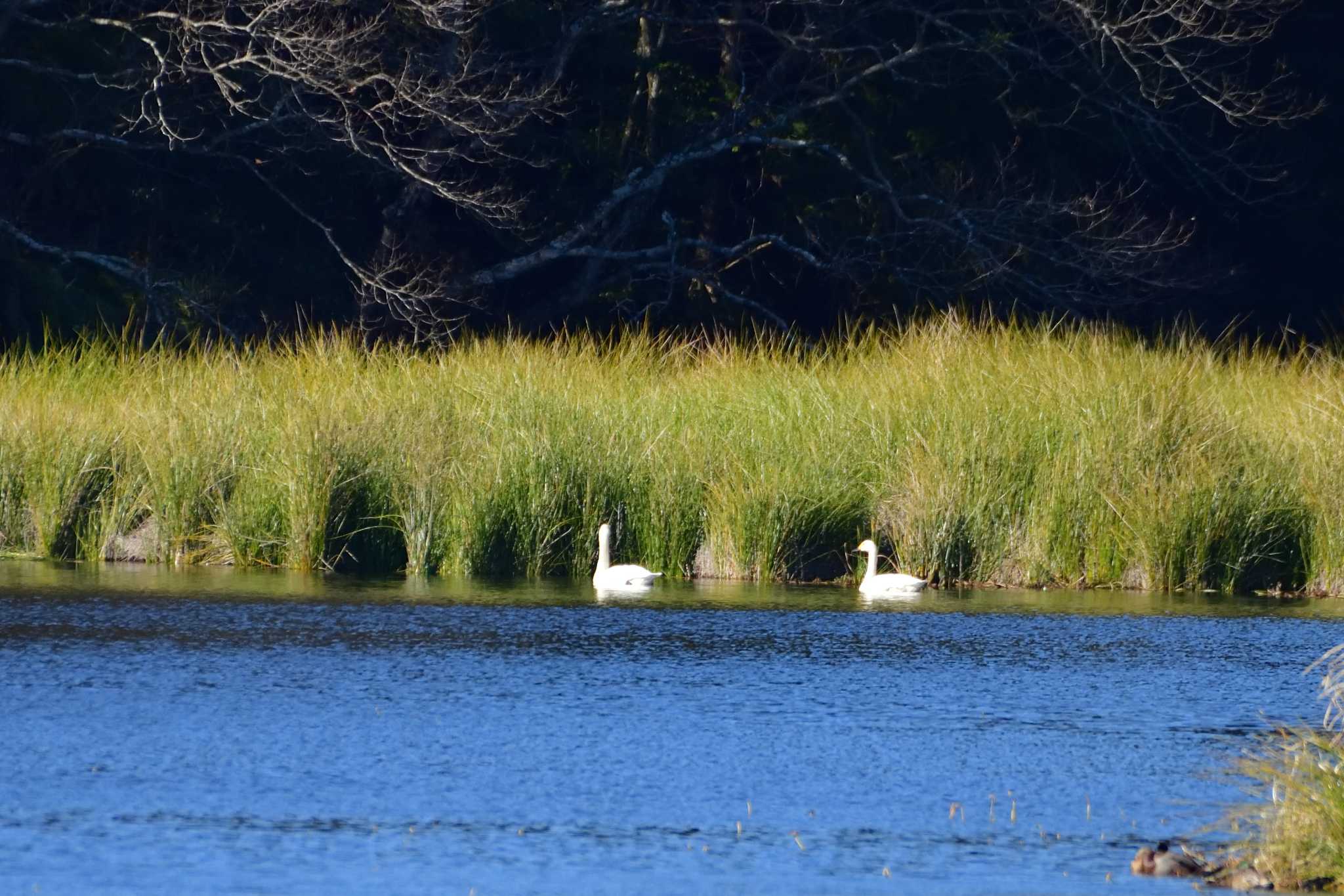 Photo of Tundra Swan at 鶴ヶ池 by ゆう