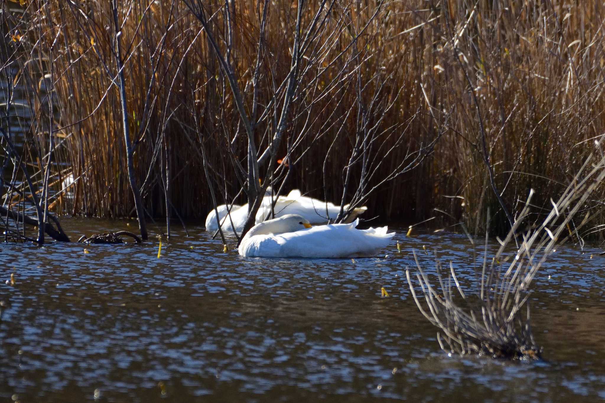 Photo of Tundra Swan at 鶴ヶ池 by ゆう