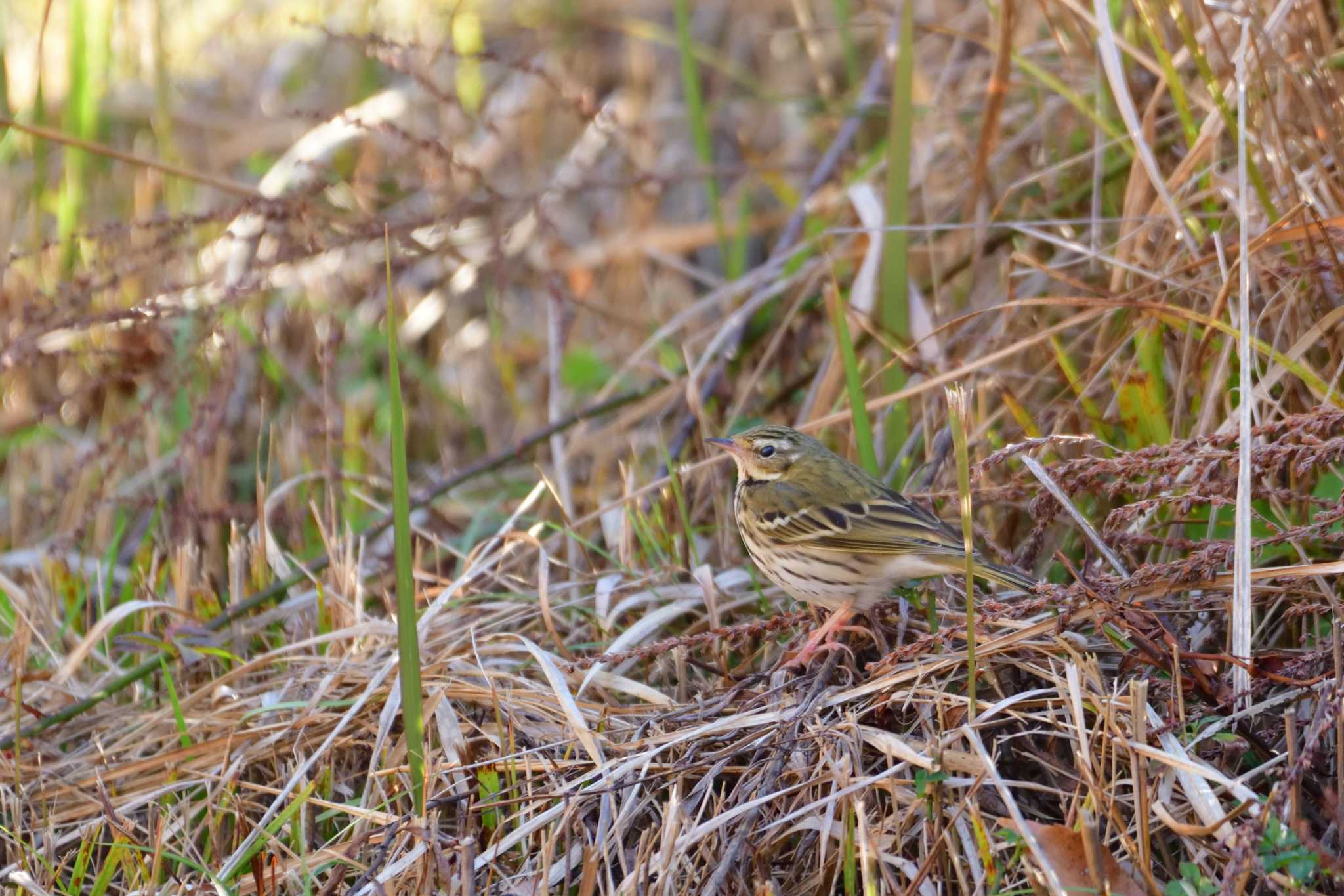 Photo of Olive-backed Pipit at 鶴ヶ池 by ゆう
