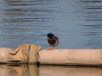 Mallard 相模原沈殿池 Wed, 1/1/2020