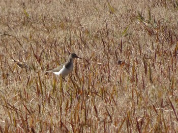 Common Sandpiper 相模原沈殿池 Wed, 1/1/2020