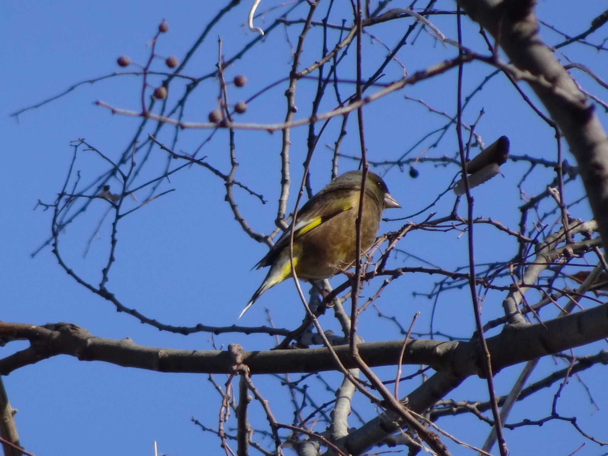 Photo of Grey-capped Greenfinch at 相模原沈殿池 by Kozakuraband