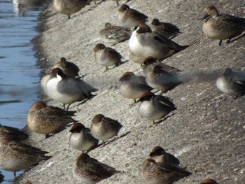 Eurasian Teal 相模原沈殿池 Wed, 1/1/2020