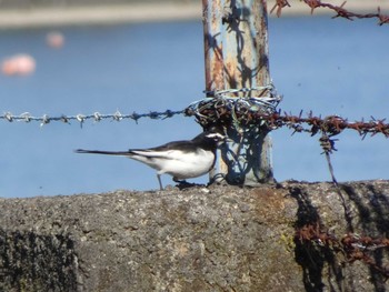 Japanese Wagtail 相模原沈殿池 Wed, 1/1/2020