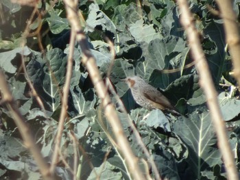 Brown-eared Bulbul 相模原沈殿池 Wed, 1/1/2020