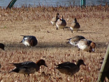 Eurasian Wigeon 相模原沈殿池 Wed, 1/1/2020