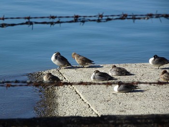 Northern Pintail 相模原沈殿池 Wed, 1/1/2020