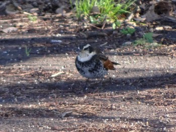 Dusky Thrush 相模原沈殿池 Wed, 1/1/2020