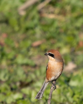 Bull-headed Shrike さいたま市 Thu, 1/2/2020