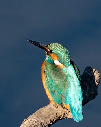 Common Kingfisher さいたま市 Thu, 1/2/2020