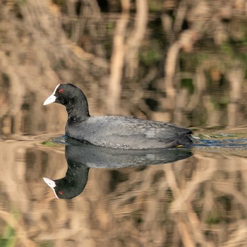 Eurasian Coot さいたま市 Thu, 1/2/2020