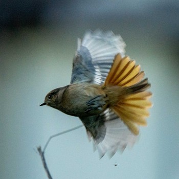 Red-flanked Bluetail さいたま市 Thu, 1/2/2020