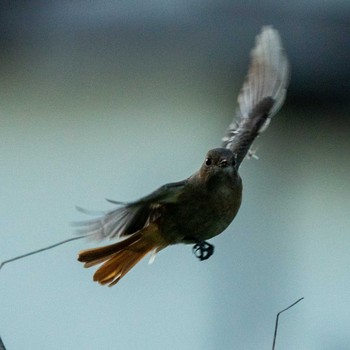 Red-flanked Bluetail さいたま市 Thu, 1/2/2020