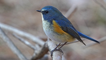 Red-flanked Bluetail 東京都多摩地域 Thu, 1/2/2020