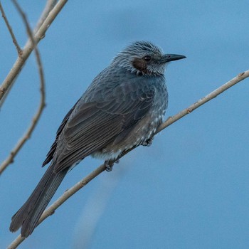 Brown-eared Bulbul さいたま市 Thu, 1/2/2020