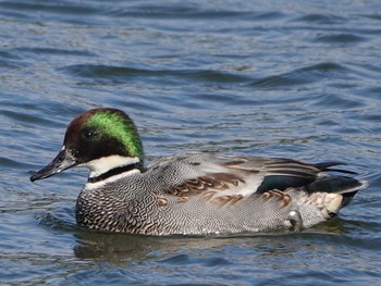 Falcated Duck 常滑市 Thu, 1/2/2020