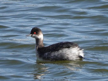 Black-necked Grebe 常滑市 Thu, 1/2/2020