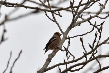 Hawfinch 恵庭市 Thu, 1/2/2020