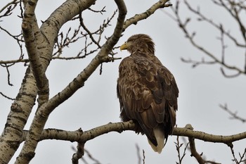 White-tailed Eagle 恵庭市 Thu, 1/2/2020